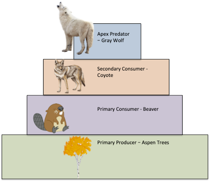 Apex Predator
- Gray Wolf
Secondary Consumer -
Coyote
Primary Consumer - Beaver
Primary Producer - Aspen Trees
