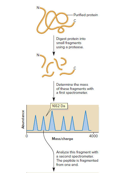 Na
Purified protein
Digest protein into
small fragments
using a protease.
Determine the mass
of these fragments with
a first spectrometer.
| 1652 Da
4000
Mass/charge
Analyze this fragment with
a second spectrometer.
The peptide is fragmented
from one end.
Abund ance
