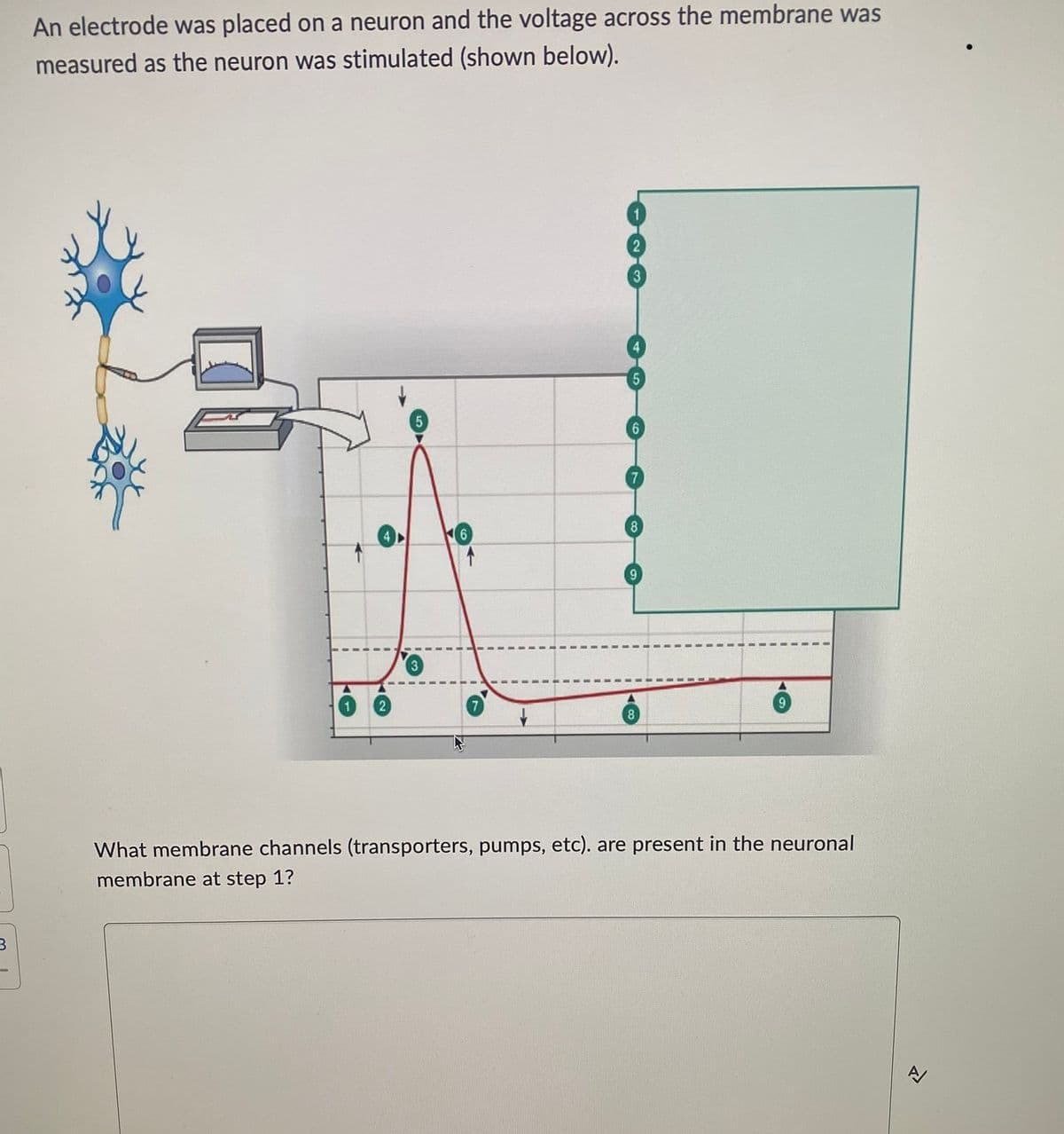 3
An electrode was placed on a neuron and the voltage across the membrane was
measured as the neuron was stimulated (shown below).
8
3
2
9
8
What membrane channels (transporters, pumps, etc). are present in the neuronal
membrane at step 1?