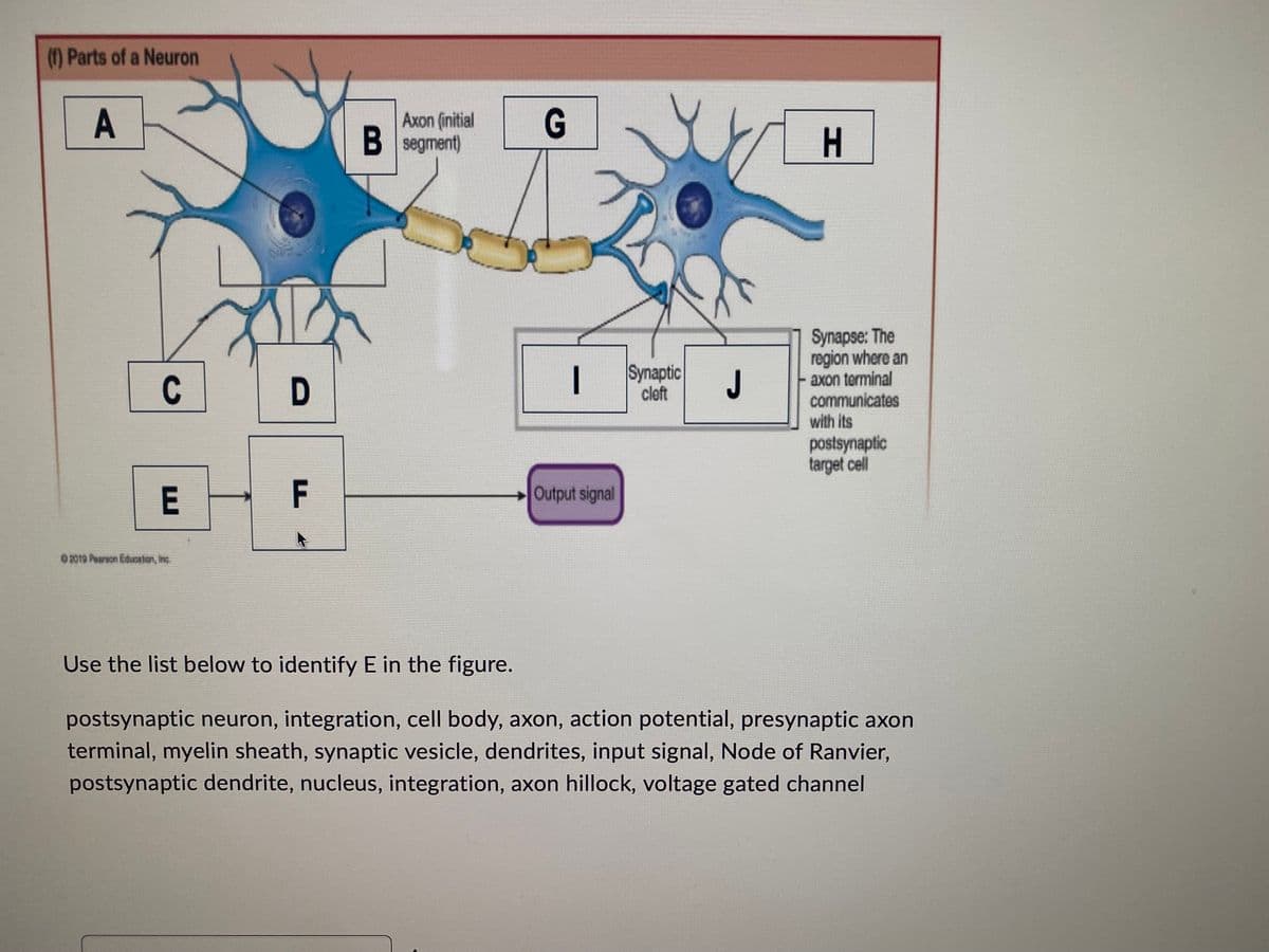 (f) Parts of a Neuron
A
Axon (initial
C
E
B segment)
G
H
Synapse: The
region where an
axon terminal
communicates
I
D
with its
postsynaptic
target cell
F
Output signal
02019 Pearson Education, inc
Use the list below to identify E in the figure.
postsynaptic neuron, integration, cell body, axon, action potential, presynaptic axon
terminal, myelin sheath, synaptic vesicle, dendrites, input signal, Node of Ranvier,
postsynaptic dendrite, nucleus, integration, axon hillock, voltage gated channel
Synaptic
cleft
J
