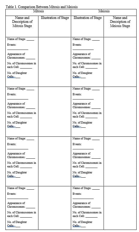 Table 1. Comparison Between Mitosis and Meiosis
Mitosis
Meiosis
Name and
Description of
Mitosis Stage
Illustration of Stage Illustration of Stage
Name and
Description of
Meiosis Stage
Name of Stage:
Name of Stage:
Events:
Events:
Appearance of
Appearance of
Chromosomes:
Chromosomes:
No. of Chromosomes in
No. of Chromosomes in
each Cell:
each Cell:
No. of Daughter
No. of Daughter
Cells:
Cells:
Name of Stage:
Name of Stage:
Events:
Events:
Appearance of
Appearance of
Chromosomes:
Chromosomes:
No. of Chromosomes in
еach Cell:
No. of Chromosomes in
each Cell:
No. of Daughter
Cells:
No. of Daughter
Cells:
Name of Stage:
Name of Stage:
Events:
Events:
Appearance of
Appearance of
Chromosomes:
Chromosomes:
No. of Chromosomes in
each Cell:
No. of Chromosomes in
each Cell:
No. of Daughter
Cells:
No. of Daughter
Calls:
Name of Stage:
Name of Stage:
Events:
Events:
Appearance of
Appearance of
Chromosomes:
Chromosomes:
No. of Chromosomes in
No. of Chromosomes in
each Cell:
each Cell:
No. of Daughter
Cells:
No. of Daughter
Calls:
