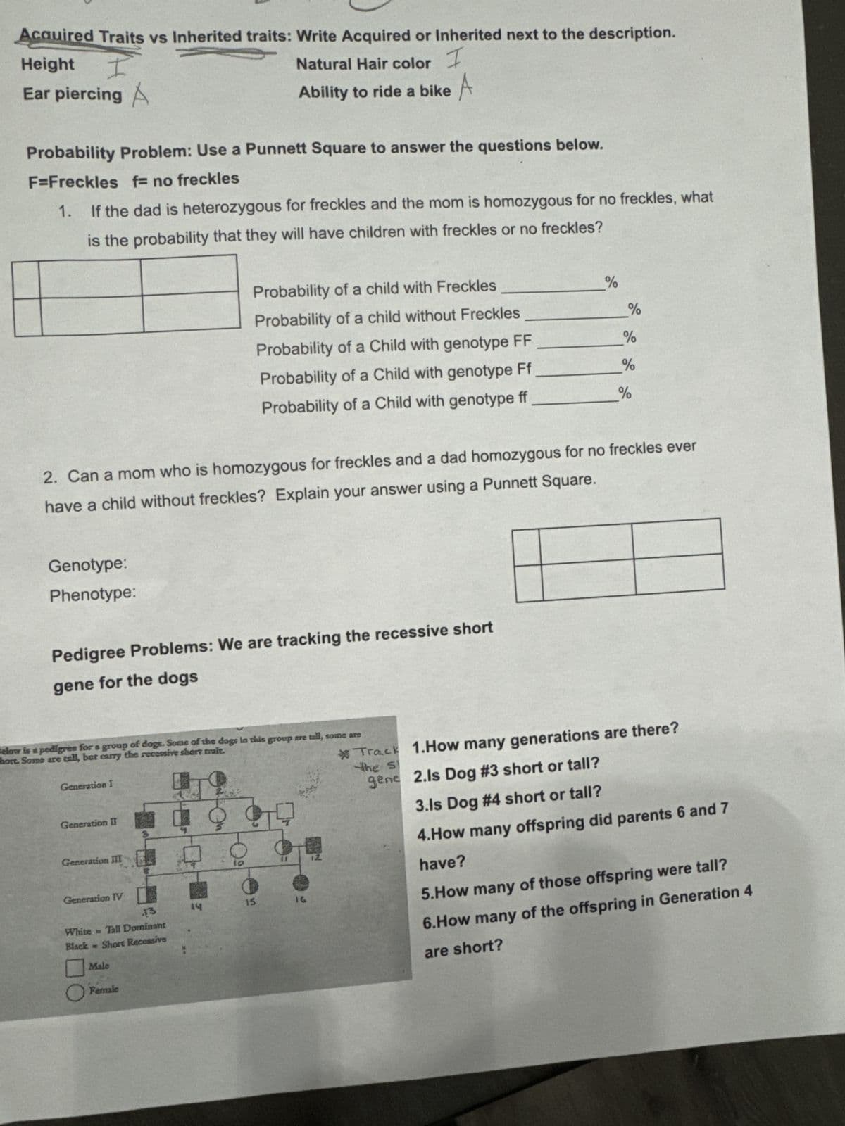 Acquired Traits vs Inherited traits: Write Acquired or Inherited next to the description.
Height
I
Ear piercing A
Natural Hair color I
Ability to ride a bike A
Probability Problem: Use a Punnett Square to answer the questions below.
F=Freckles f= no freckles
1.
If the dad is heterozygous for freckles and the mom is homozygous for no freckles, what
is the probability that they will have children with freckles or no freckles?
Probability of a child with Freckles
Probability of a child without Freckles
Probability of a Child with genotype FF
Probability of a Child with genotype Ff
%
%
%
%
Probability of a Child with genotype ff
%
2. Can a mom who is homozygous for freckles and a dad homozygous for no freckles ever
have a child without freckles? Explain your answer using a Punnett Square.
Genotype:
Phenotype:
Pedigree Problems: We are tracking the recessive short
gene for the dogs
Below is a pedigree for a group of dogs. Some of the dogs in this group are tall, some are
hort. Some are tall, but carry the recessive short trait.
Generation I
Generation II
Generation III
Generation IV
13
15
16
White Tall Dominant
Black Short Recessive
Male
Female
*Track 1.How many generations are there?
the s
gene 2.ls Dog #3 short or tall?
3.Is Dog #4 short or tall?
4.How many offspring did parents 6 and 7
have?
5.How many of those offspring were tall?
6.How many of the offspring in Generation 4
are short?