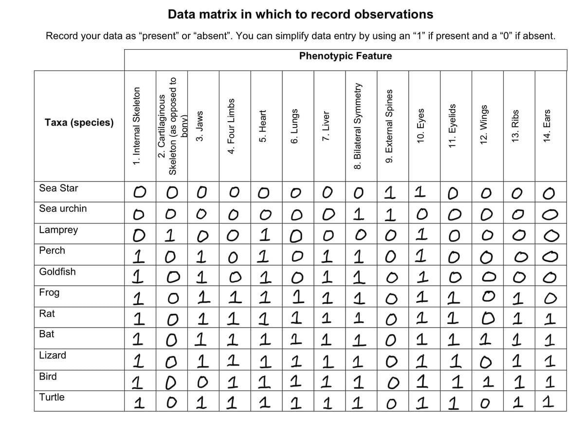 Data matrix in which to record observations
Record your data as "present" or "absent". You can simplify data entry by using an "1" if present and a "0" if absent.
Phenotypic Feature
Taxa (species)
Sea Star
Sea urchin
Lamprey
Perch
Goldfish
Frog
1. Internal Skeleton
2. Cartilaginous
OHOO Skeleton (as opposed to
bony)
3. Jaws
4. Four Limbs
5. Heart
6. Lungs
7. Liver
8. Bilateral Symmetry
9. External Spines
10. Eyes
11. Eyelids
12. Wings
13. Ribs
14. Ears
00000000110000
00
01
0 0 001
1 0 0 0 0
00100001000
101
00017777777
01 011 01
01 01011
1011111
о
00
0
1 0 00
000000 न त त तत
1011010
01 1 1 1 1 1 011 01
01 1 111 101 1 1 1
Rat
Bat
Lizard
101
111
Bird
00
1
11 1
1
01
Turtle
01 1 11 1 1 О 1
ततततत
1101
ततत
10
1
011
111
1 0 11
