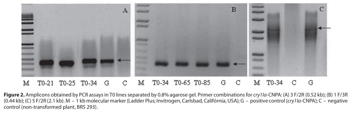 A
B
C
M TO-21 TO-25 T0-34 G
CM TO-34 T0-65 T0-85 G C
M TO-34 C
G
Figure 2. Amplicons obtained by PCR assays in TO lines separated by 0.8% agarose gel. Primer combinations for cry1la-CNPA: (A) 3 F/2R (0.52 kb); (B) 1 F/3R
(0.44 kb); (C) 5 F/2R (2.1 kb). M - 1 kb molecular marker (Ladder Plus; Invitrogen, Carlsbad, Califórnia, USA); G- positive control (cry1 la-CNPA); C - negative
control (non-transformed plant, BRS 293).