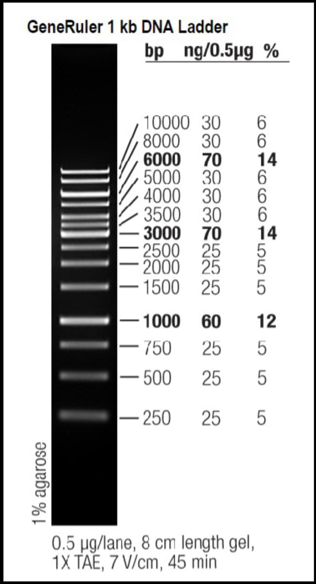 GeneRuler 1 kb DNA Ladder
bp ng/0.5µg %
1% agarose
10000 30 6
8000 30
6000 70
5000 30 6
4000 30 6
3500 30
3000 70
2500 25 5
2000 25
5
1500
ܩܩܩooooo
-1000
- 750
- 500
-250
6
14
0.5 µg/lane, 8 cm length gel,
1X TAE, 7 V/cm, 45 min
6
14
25 5
60
25 5
25 5
25
5
12