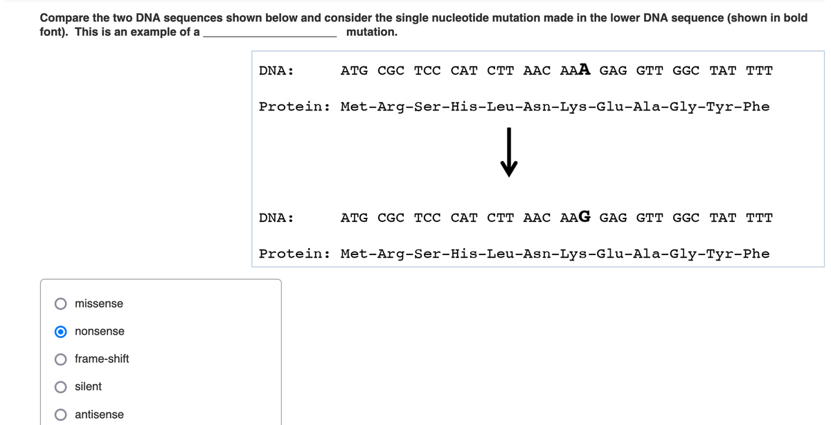 Compare the two DNA sequences shown below and consider the single nucleotide mutation made in the lower DNA sequence (shown in bold
font). This is an example of a
mutation.
DNA:
ATG CGC ТСС САТ стт ААС АAА GAG GTT GG C TAT TT
Protein: Met-Arg-Ser-His-Leu-Asn-Lys-Glu-Ala-Gly-Tyr-Phe
DNA:
АTG CGC ТСС САТ стТ ААС АAG GAG GTT GGC ТАТ ТТT
Protein: Met-Arg-Ser-His-Leu-Asn-Lys-Glu-Ala-Gly-Tyr-Phe
missense
nonsense
frame-shift
silent
antisense
