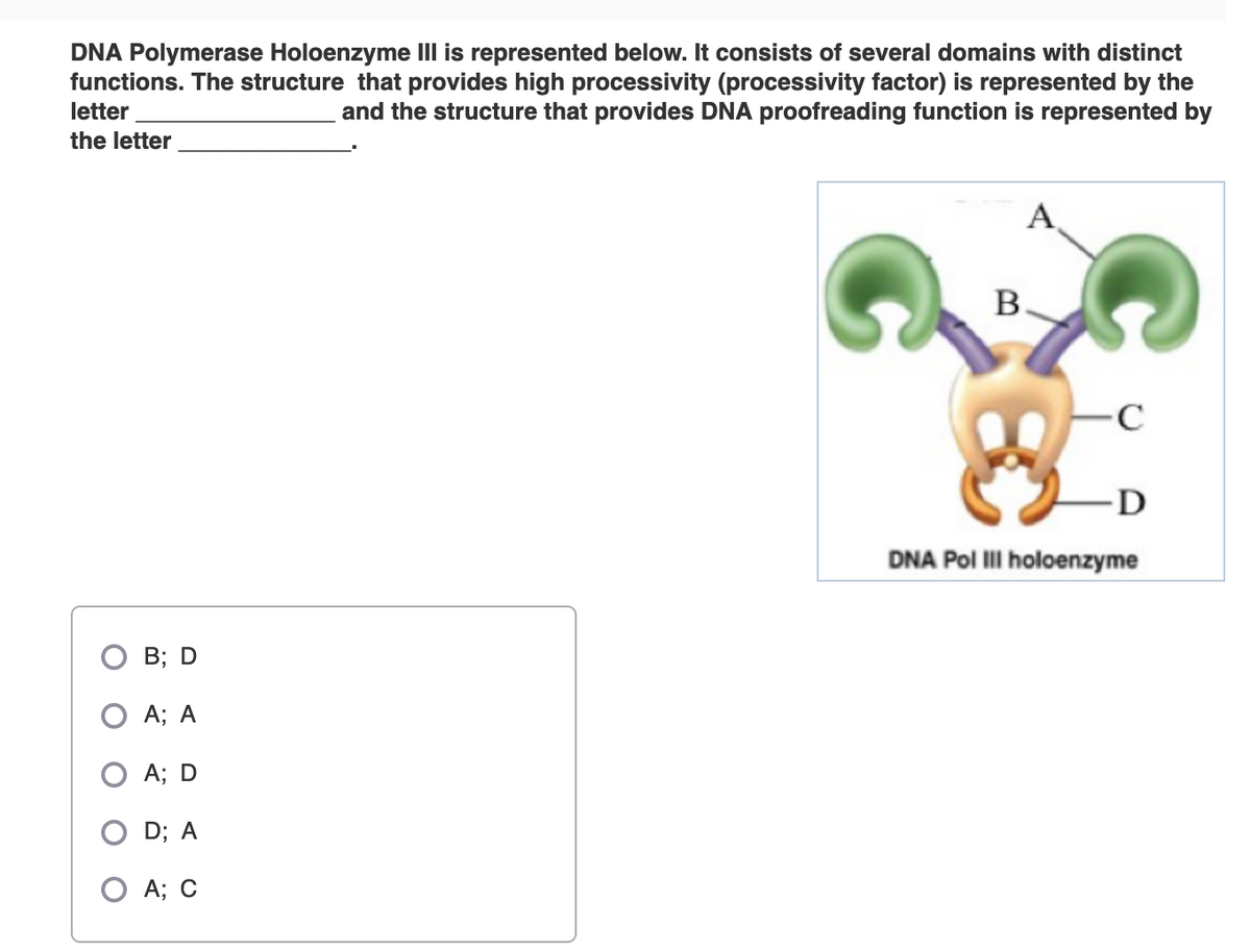 DNA Polymerase Holoenzyme Ill is represented below. It consists of several domains with distinct
functions. The structure that provides high processivity (processivity factor) is represented by the
letter
and the structure that provides DNA proofreading function is represented by
the letter
A
В.
-C
-D
DNA Pol III holoenzyme
В; D
А; А
А; D
D; A
A; C
