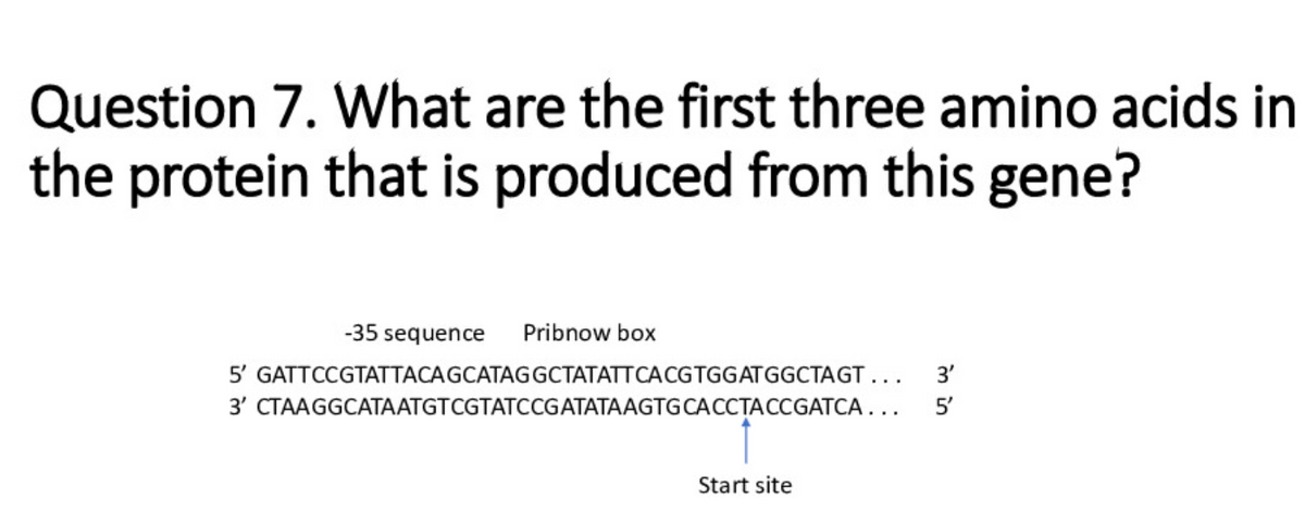 Question 7. What are the first three amino acids in
the protein that is produced from this gene?
-35 sequence
Pribnow box
5' GATTCCGTATTACAGCATAGGCTATATTCACGTGGATGGCTAGT...
3'
3' СТААGGCAТААTGTCGTATСCGATATAAGTGCACCTАCCGAТСА. ..
5'
Start site
