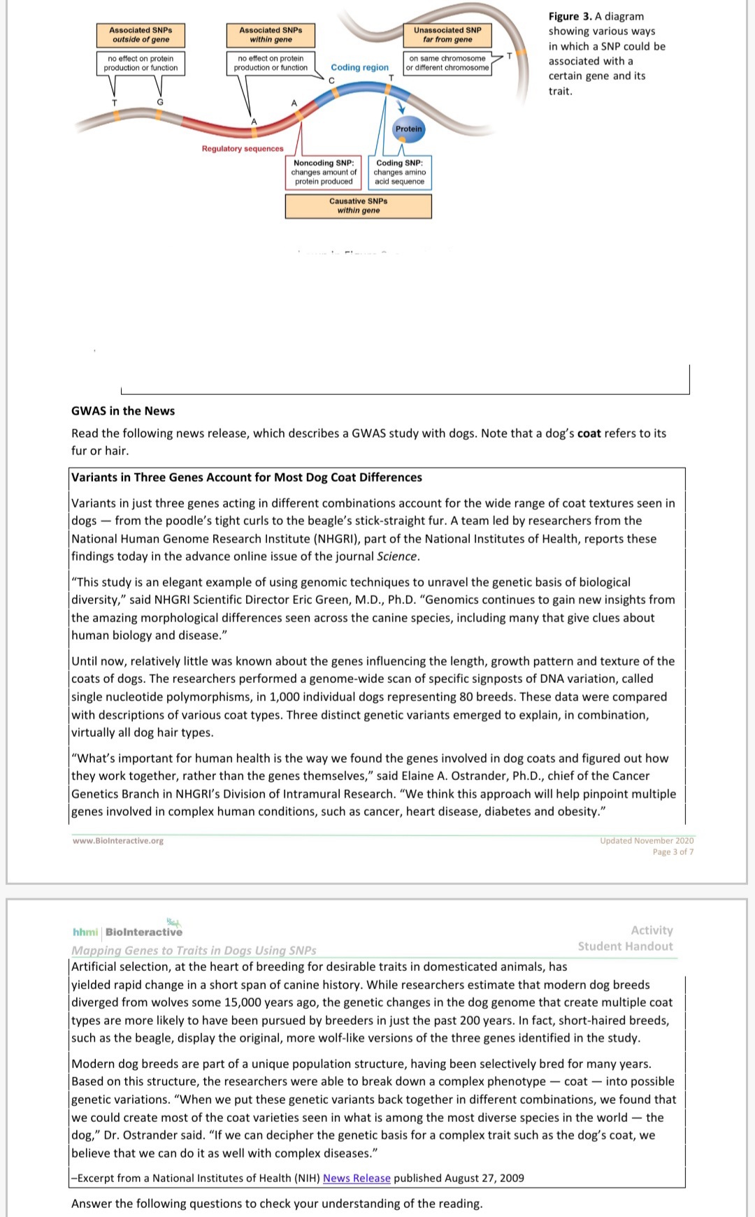 Associated SNPs
outside of gene
no effect on protein
production or function
T
G
Associated SNPs
within gene
no effect on protein.
production or function
Regulatory sequences
A
Coding region
C
T
www.Biolnteractive.org
Noncoding SNP:
changes amount of
protein produced
Unassociated SNP
far from gene
Causative SNPs
within gene
on same chromosome
or different chromosome
Protein
Coding SNP:
changes amino
acid sequence
Figure 3. A diagram
showing various ways.
in which a SNP could be
associated with a
certain gene and its
trait.
GWAS in the News
Read the following news release, which describes a GWAS study with dogs. Note that a dog's coat refers to its
fur or hair.
Variants in Three Genes Account for Most Dog Coat Differences
Variants in just three genes acting in different combinations account for the wide range of coat textures seen in
dogs from the poodle's tight curls to the beagle's stick-straight fur. A team led by researchers from the
National Human Genome Research Institute (NHGRI), part of the National Institutes of Health, reports these
findings today in the advance online issue of the journal Science.
"This study is an elegant example of using genomic techniques to unravel the genetic basis of biological
diversity," said NHGRI Scientific Director Eric Green, M.D., Ph.D. "Genomics continues to gain new insights from
the amazing morphological differences seen across the canine species, including many that give clues about
human biology and disease."
Until now, relatively little was known about the genes influencing the length, growth pattern and texture of the
coats of dogs. The researchers performed a genome-wide scan of specific signposts of DNA variation, called
single nucleotide polymorphisms, in 1,000 individual dogs representing 80 breeds. These data were compared
with descriptions of various coat types. Three distinct genetic variants emerged to explain, in combination,
virtually all dog hair types.
"What's important for human health is the way we found the genes involved in dog coats and figured out how
they work together, rather than the genes themselves," said Elaine A. Ostrander, Ph.D., chief of the Cancer
Genetics Branch in NHGRI's Division of Intramural Research. "We think this approach will help pinpoint multiple
genes involved in complex human conditions, such as cancer, heart disease, diabetes and obesity."
Updated November 2020
Page 3 of 7
Activity
Student Handout
hhmi Biolnteractive
Mapping Genes to Traits in Dogs Using SNPs
Artificial selection, at the heart of breeding for desirable traits in domesticated animals, has
yielded rapid change in a short span of canine history. While researchers estimate that modern dog breeds
diverged from wolves some 15,000 years ago, the genetic changes in the dog genome that create multiple coat
types are more likely to have been pursued by breeders in just the past 200 years. In fact, short-haired breeds,
such as the beagle, display the original, more wolf-like versions of the three genes identified in the study.
Modern dog breeds are part of a unique population structure, having been selectively bred for many years.
Based on this structure, the researchers were able to break down a complex phenotype-coat - into possible
genetic variations. "When we put these genetic variants back together in different combinations, we found that
we could create most of the coat varieties seen in what is among the most diverse species in the world the
dog," Dr. Ostrander said. "If we can decipher the genetic basis for a complex trait such as the dog's coat, we
believe that we can do it as well with complex diseases."
-Excerpt from a National Institutes of Health (NIH) News Release published August 27, 2009
Answer the following questions to check your understanding of the reading.