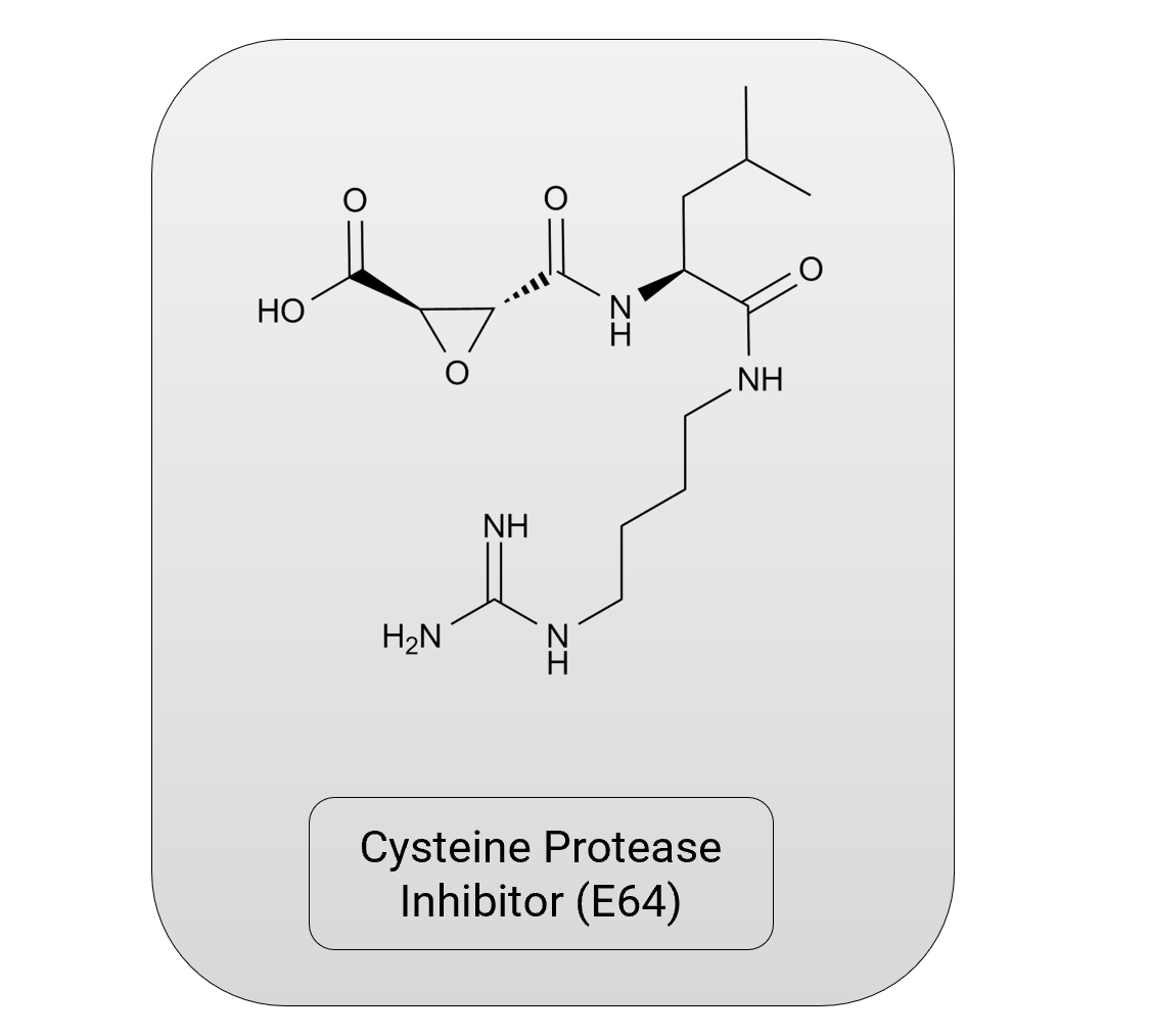 HO
H₂N
NH
ZI
Cysteine Protease
Inhibitor (E64)
NH