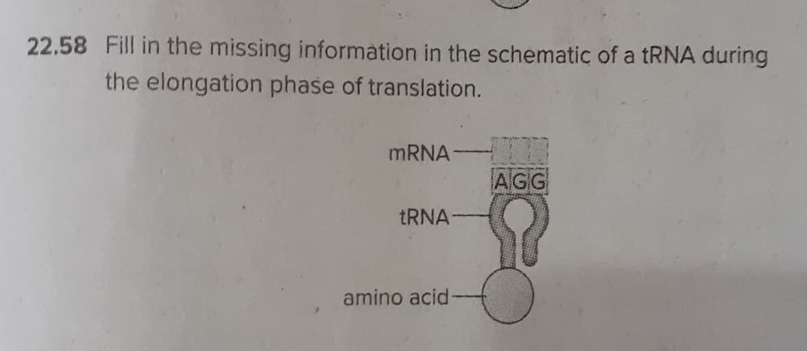 22.58 Fill in the missing information in the schematic of a tRNA during
the elongation phase of translation.
MRNA
AGG
TRNA
amino acid-

