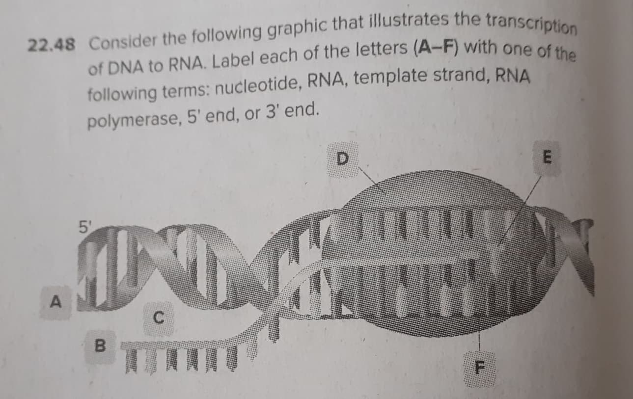 22.48 Consider the following graphic that illustrates the transcription
of DNA to RNA. Label each of the letters (A-F) with one of
following terms: nucleotide, RNA, template strand, RNA
polymerase, 5' end, or 3' end.
D.
IND
5'
C.
