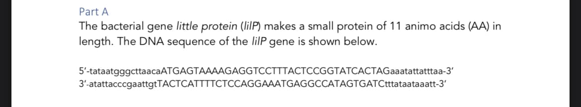 Part A
The bacterial gene little protein (lilP) makes a small protein of 11 animo acids (AA) in
length. The DNA sequence of the lilP gene is shown below.
5'-tataatgggcttaacaATGAGTAAAAGAGGTCCTTTACTCCGGTATCACTAGaaatattatttaa-3'
3'-atattacccgaattgtTACTCATTTTCTCCAGGAAATGAGGCCATAGTGATCtttataataaatt-3'