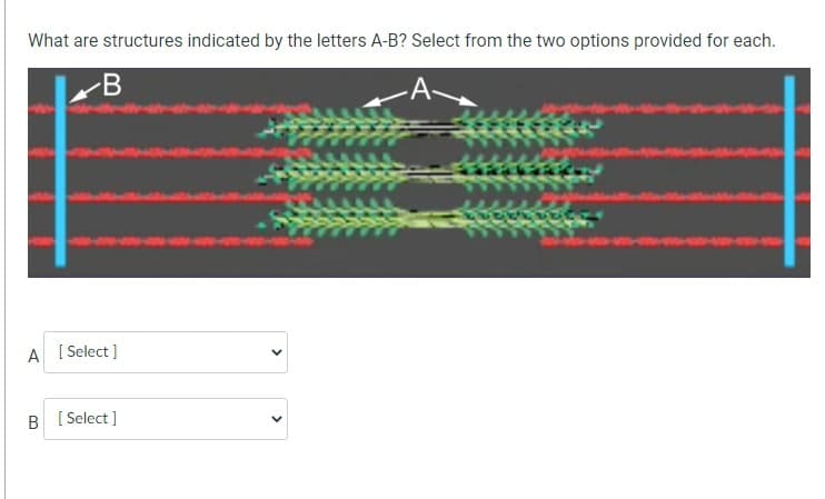 What are structures indicated by the letters A-B? Select from the two options provided for each.
B
A
A [Select]
B [Select]