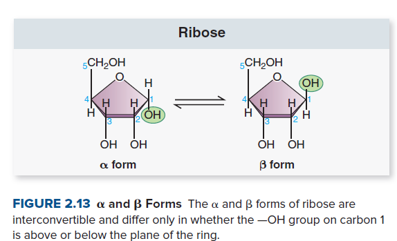 Ribose
5CH,OH
5CH,OH
H
OH
3
3
OH ÓH
OH OH
a form
B form
FIGURE 2.13 a and B Forms The a and ß forms of ribose are
interconvertible and differ only in whether the –OH group on carbon 1
is above or below the plane of the ring.
