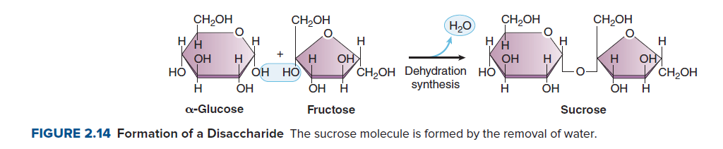 CH,OH
CH,OH
CH2OH
CH,OH
(H,0
H/H
H
H
OH
НО
H.
OH HO
OH
OH
ČH,OH Dehydration HO
OH
CH,OH
H.
H
OH
synthesis
H
OH
ОН Н
a-Glucose
Fructose
Sucrose
FIGURE 2.14 Formation of a Disaccharide The sucrose molecule is formed by the removal of water.
