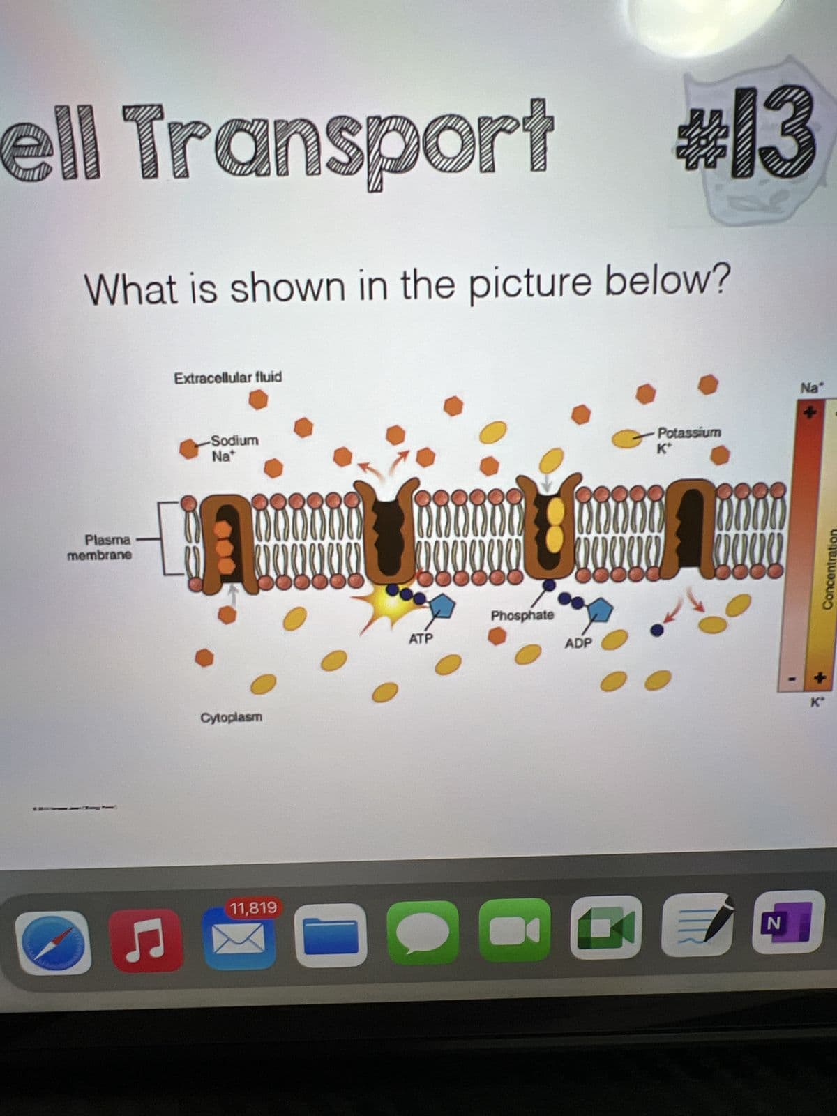 ell Transport
What is shown in the picture below?
Plasma
membrane
C
Extracellular fluid
-Sodium
Na
Cytoplasm
11,819
10000
www
0
ATP
Phosphate
ADP
#13
Potassium
K*
mo
00
20
N
Na
K"
Concentration
