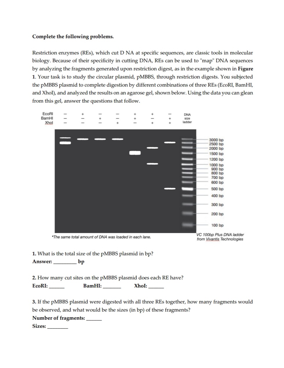 Complete the following problems.
Restriction enzymes (REs), which cut D NA at specific sequences, are classic tools in molecular
biology. Because of their specificity in cutting DNA, REs can be used to "map" DNA sequences
by analyzing the fragments generated upon restriction digest, as in the example shown in Figure
1. Your task is to study the circular plasmid, pMBBS, through restriction digests. You subjected
the pMBBS plasmid to complete digestion by different combinations of three REs (EcoRI, BamHI,
and Xhol), and analyzed the results on an agarose gel, shown below. Using the data you can glean
from this gel, answer the questions that follow.
EcoRI
BamHI
Xhol
*The same total amount of DNA was loaded in each lane.
1. What is the total size of the pMBBS plasmid in bp?
Answer:
bp
+
DNA
size
ladder
2. How many cut sites on the PMBBS plasmid does each RE have?
EcoRI:
BamHI:
Xhol:
3000 bp
2500 bp
-2000 bp
-1500 bp
1200 bp
1000 bp
900 bp
800 bp
700 bp
600 bp
500 bp
400 bp
300 bp
200 bp
100 bp
VC 100bp Plus DNA ladder
from Vivantis Technologies
3. If the PMBBS plasmid were digested with all three REs together, how many fragments would
be observed, and what would be the sizes (in bp) of these fragments?
Number of fragments:
Sizes: