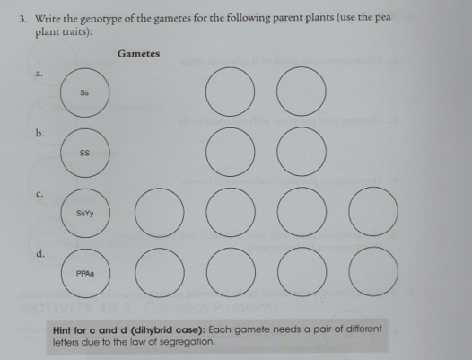 3. Write the genotype of the gametes for the following parent plants (use the pea
plant traits):
Gametes
a.
Ss
b.
OOOO
C.
d.
PPAA
Hint for c and d (dihybrid case): Each gamete needs a pair of different
letters due to the law of segregation.
