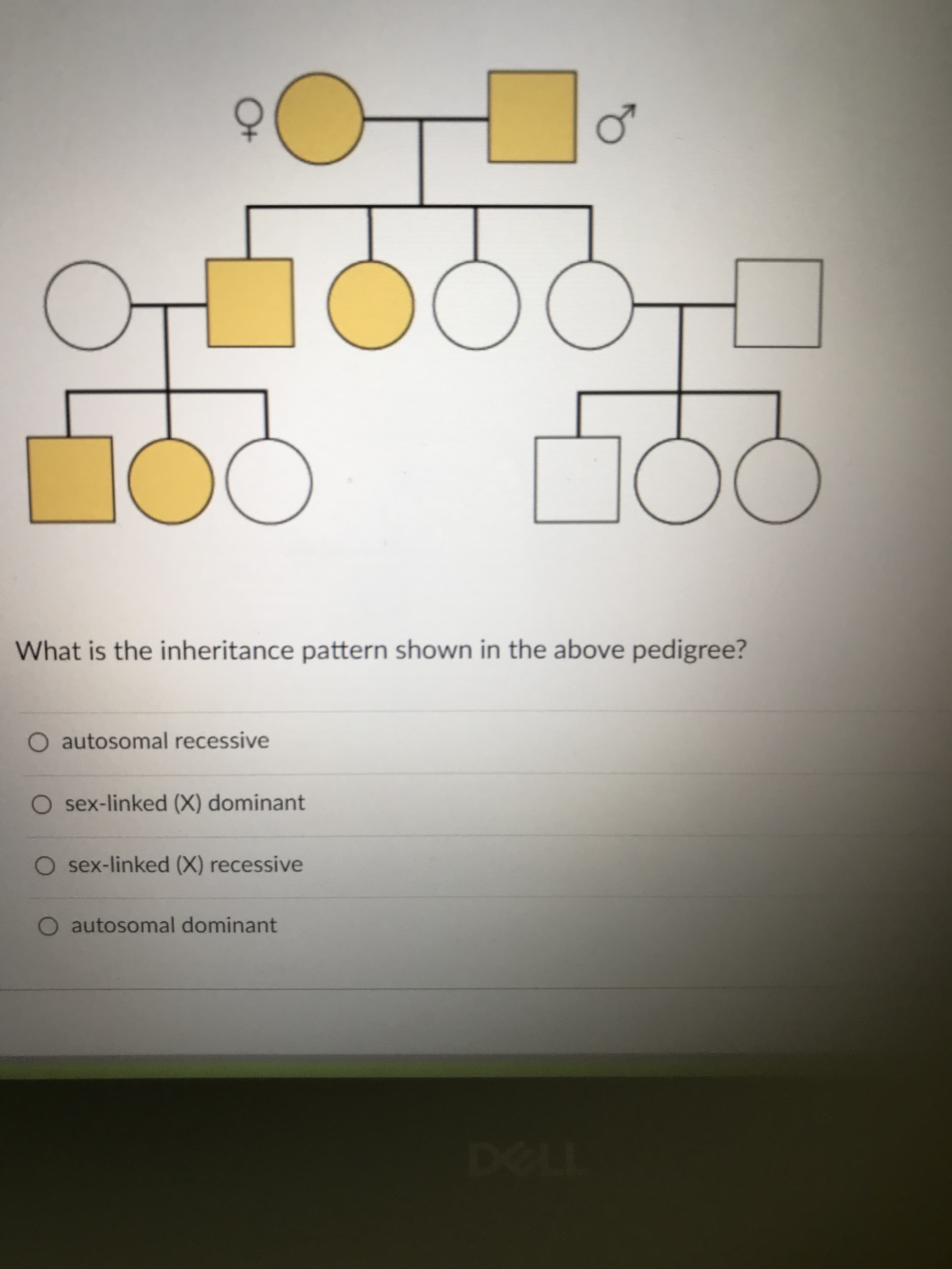 What is the inheritance pattern shown in the above pedigree?
O autosomal recessive
O sex-linked (X) dominant
O sex-linked (X) recessive
O autosomal dominant
