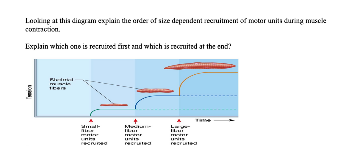 Looking at this diagram explain the order of size dependent recruitment of motor units during muscle
contraction.
Explain which one is recruited first and which is recruited at the end?
Skeletal
muscle
fibers
Time
Small-
fiber
Medium-
fiber
Large-
fiber
motor
motor
motor
units
recruited
units
units
recruited
recruited
Tension
