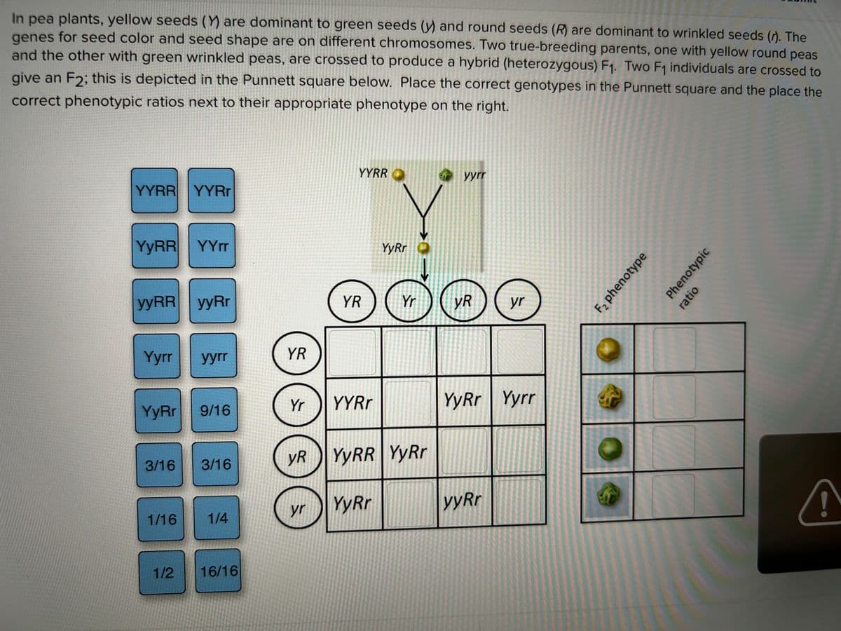 In pea plants, yellow seeds (Y) are dominant to green seeds (y) and round seeds (R) are dominant to wrinkled seeds (). The
genes for seed color and seed shape are on different chromosomes. Two true-breeding parents, one with yellow round peas
and the other with green wrinkled peas, are crossed to produce a hybrid (heterozygous) F₁. Two F₁ individuals are crossed to
give an F2; this is depicted in the Punnett square below. Place the correct genotypes in the Punnett square and the place the
correct phenotypic ratios next to their appropriate phenotype on the right.
YYRR YYRr
YyRR YYrr
yyRR yyRr
Yyrr
YyRr
3/16
1/16
yyrr
9/16
3/16
1/4
E
1/2 16/16
YR
✪✪✪
Yr
yR
YYRR
Y
YyRr
Yr yR
YR
YYRr
YYRR YyRr
yr YyRr
yyrr
yr
YyRr Yyrr
yyRr
F2 phenotype
Phenotypic
ratio
A