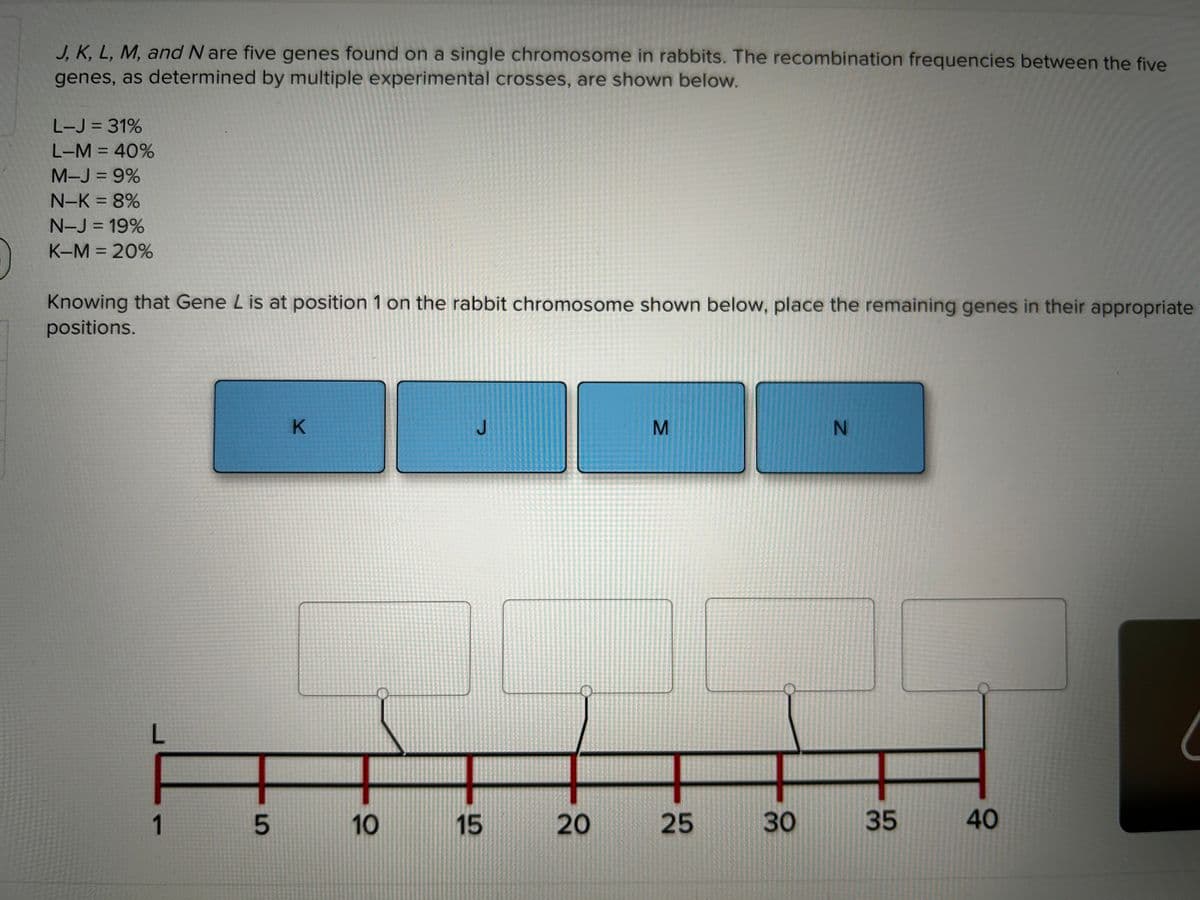 J, K, L, M, and N are five genes found on a single chromosome in rabbits. The recombination frequencies between the five
genes, as determined by multiple experimental crosses, are shown below.
L-J = 31%
L-M = 40%
M-J = 9%
N-K = 8%
N-J = 19%
K-M = 20%
Knowing that Gene L is at position 1 on the rabbit chromosome shown below, place the remaining genes in their appropriate
positions.
L
1
5
K
10
J
115
20
M
25
30
N
35
40