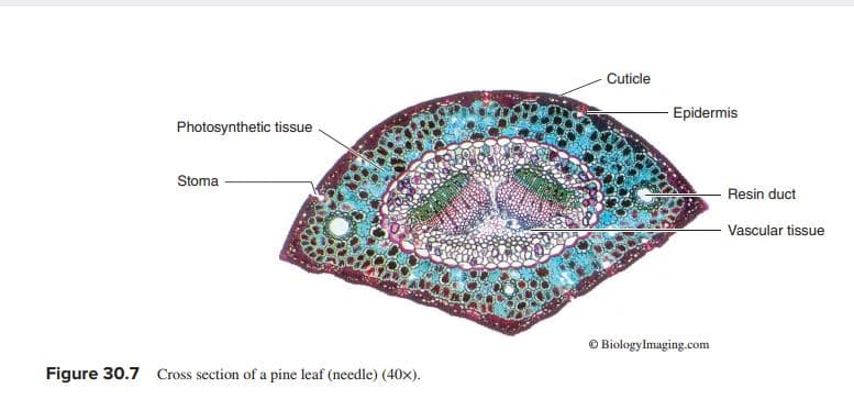 Cuticle
Epidermis
Photosynthetic tissue
Stoma
Resin duct
Vascular tissue
© Biologylmaging.com
Figure 30.7 Cross section of a pine leaf (needle) (40x).
