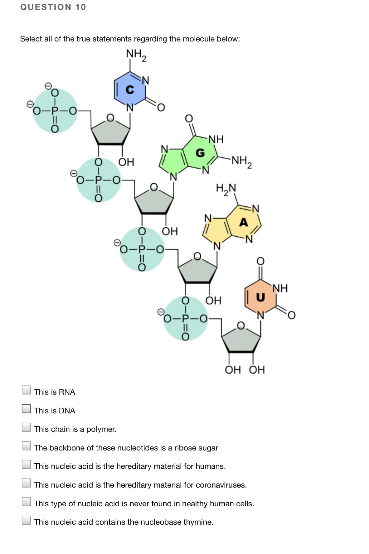 QUESTION 10
Select all of the true statements regarding the molecule below:
NH,
-P-O
NH
G
OH
NH,
О-Р-О-
H,N
N-
A
ОН
-P-O
`NH
U
ОН
0-P-O-
N'
ОН ОН
This is RNA
This is DNA
This chain is a polymer.
The backbone of these nucleotides is a ribose sugar
This nucleic acid is the hereditary material for humans.
This nucleic acid is the hereditary material for coronaviruses.
This type of nucleic acid is never found in healthy human cells.
This nucleic acid contains the nucleobase thymine.
