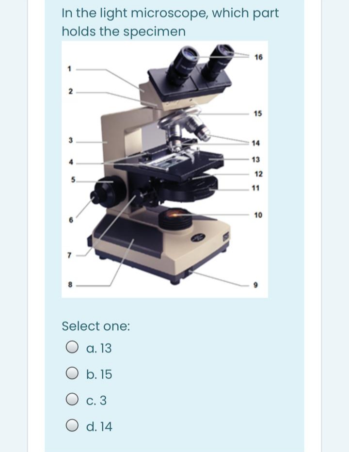 In the light microscope, which part
holds the specimen
16
15
14
13
12
11
10
Select one:
а. 13
O b. 15
О с. 3
O d. 14
