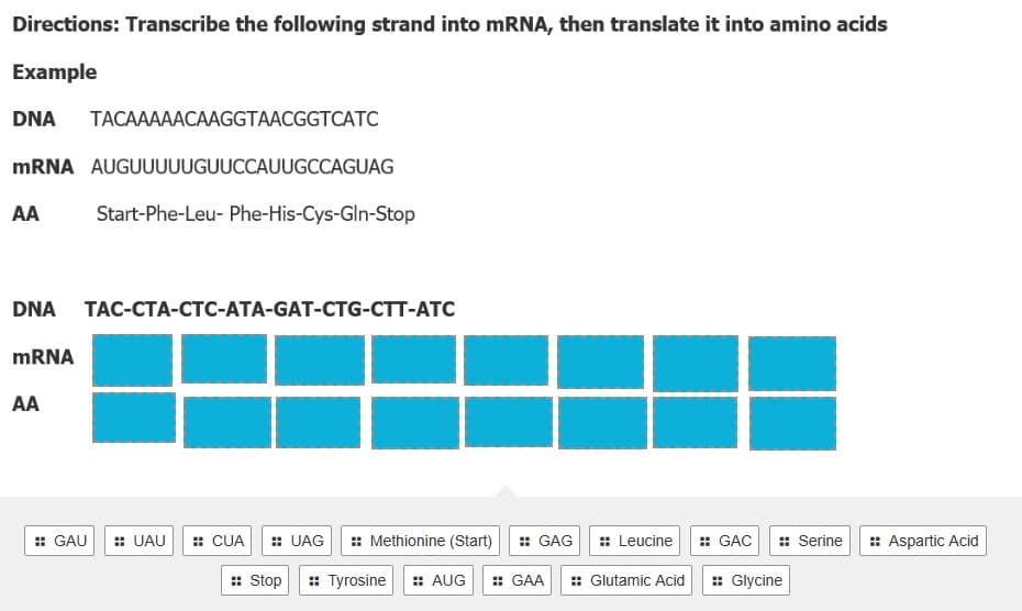 Directions: Transcribe the following strand into mRNA, then translate it into amino acids
Example
DNA TACAAAAACAAGGTAACGGTCATC
mRNA AUGUUUUUGUUCCAUUGCCAGUAG
AA Start-Phe-Leu- Phe-His-Cys-Gln-Stop
DNA TAC-CTA-CTC-ATA-GAT-CTG-CTT-ATC
mRNA
AA
:: GAU :: UAU
:: CUA
:: UAG :: Methionine (Start) :: GAG :: Leucine
:: Stop :: Tyrosine :: AUG :: GAA :: Glutamic Acid
:: GAC :: Serine :: Aspartic Acid
:: Glycine