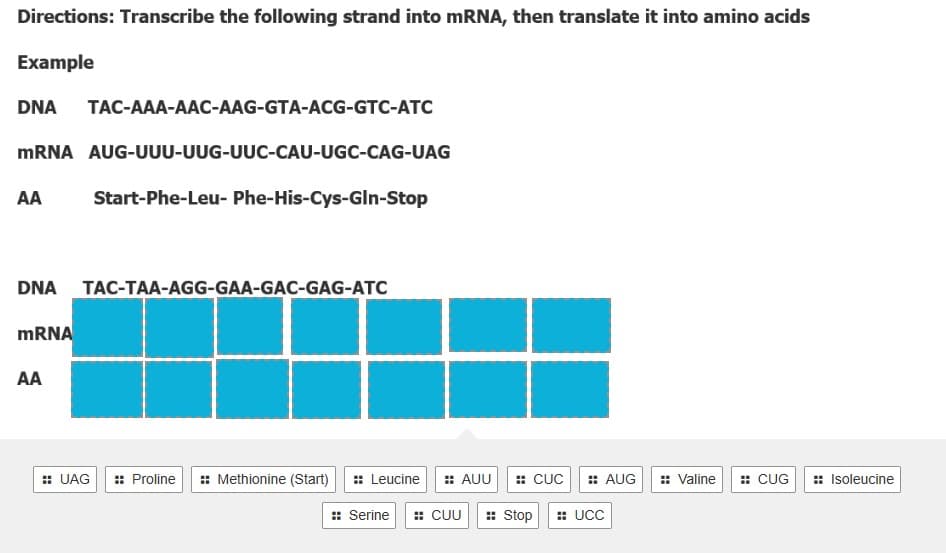 Directions: Transcribe the following strand into mRNA, then translate it into amino acids
Example
DNA TAC-AAA-AAC-AAG-GTA-ACG-GTC-ATC
mRNA AUG-UUU-UUG-UUC-CAU-UGC-CAG-UAG
AA Start-Phe-Leu- Phe-His-Cys-Gln-Stop
DNA TAC-TAA-AGG-GAA-GAC-GAG-ATC
mRNA
AA
:: UAG :: Proline :: Methionine (Start)
:: Leucine :: AUU :: CUC
:: Serine #CUU :: Stop
:: AUG
#UCC
:: Valine :: CUG
:: Isoleucine