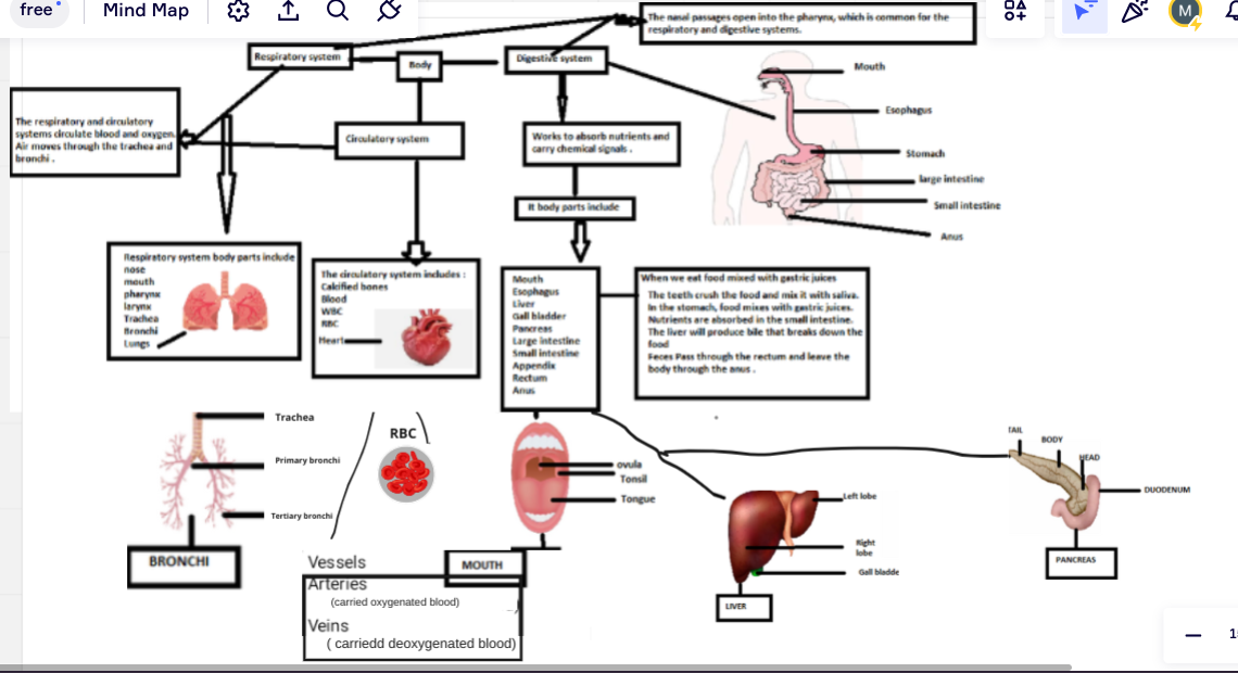 free
Mind Map
The respiratory and circulatory
systems circulate blood and oxygen
Air
ir moves through the trachea and
bronchi
pharynx
larynx
Trachea
Bronchi
I Q &
Respiratory system body parts include
nose
mouth
BRONCHI
Respiratory system
Trachea
Primary bronchi
The circulatory system includes:
Calified bones
Blood
WBC
RBC
Hearte
Tertiary bronchi
Body
Circulatory system
Vessels
Arteries
RBC
MOUTH
(carried oxygenated blood)
Digestive system
Works to absorb nutrients and
carry chemical signals.
It body parts include
Mouth
Esophagus
Liver
Gall bladder
Pancreas
Large intestine
Small intestine
Veins
(carriedd deoxygenated blood)
Appendix
Rectum
Anus
The nasal passages open into the pharynx, which is common for the
respiratory and digestive systems.
When we eat food mixed with gastric juices
The teeth crush the food and mix it with saliva
In the stomach, food mixes with gastric juices
Nutrients are absorbed in the small intestine
The liver will produce bile that breaks down the
food
Feces Pass through the rectum and leave the
body through the anus.
ovula
Tonsil
Tongue
Mouth
LIVER
Left lobe
Esophagus
Right
lobe
Gall bladde
Stomach
large intestine
Small intestine
Anus
0+
TAIL
BODY
A
PANCREAS
M
DUODENUM
[
1