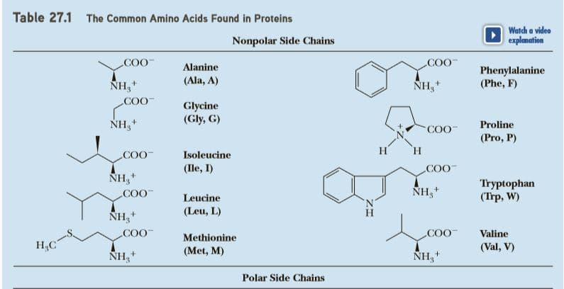 Table 27.1 The Common Amino Acids Found in Proteins
Watch a video
explanation
Nonpolar Side Chains
COO
COO
Alanine
Phenylalanine
(Phe, F)
(Ala, A)
NH,+
NH,+
COO
Glycine
(Gly, G)
NH,+
Proline
COO
(Pro, P)
H
H.
COO
Isoleucine
(Ile, I)
COO-
NH,
+
NH,+
Tryptophan
(Trp, W)
COO
Leucine
(Leu, L)
H
ÑH,
COO
COO
Valine
Methionine
H,C
(Val, V)
(Met, M)
NH,+
NH,+
Polar Side Chains
