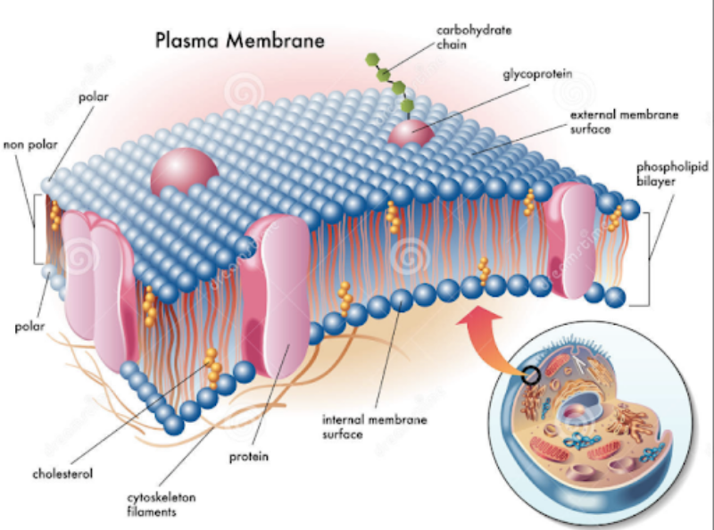 Plasma Membrane
carbohydrate
r chain
glycoprotein
polar
external membrane
surface
non polar
phospholipid
bilayer
emstinger
polar
internal membrane
surface
protein
cholesterol
cytoskeleton
filaments
