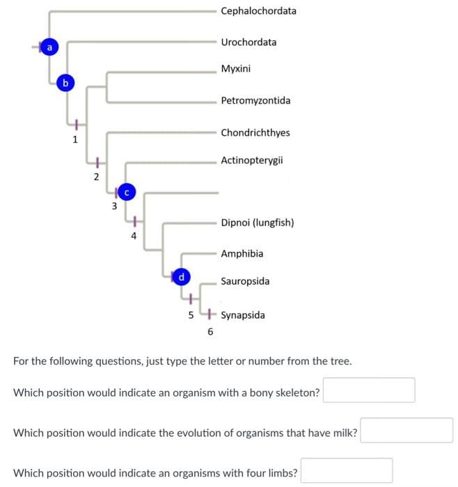 Cephalochordata
Urochordata
Мухini
b
Petromyzontida
Chondrichthyes
Actinopterygii
3
Dipnoi (lungfish)
Amphibia
d.
Sauropsida
5 + Synapsida
For the following questions, just type the letter or number from the tree.
Which position would indicate an organism with a bony skeleton?
Which position would indicate the evolution of organisms that have milk?
Which position would indicate an organisms with four limbs?
2.
