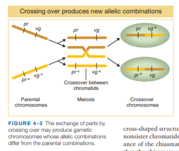 Crossing over produces new allelic combinations
pr
vg
pr vg
pr
vg
pr+ vg+
pr+
vg
Dr+ g
Crossover between
chromatids
Meiosis
Crossover
Parental
chromosomes
chromosomes
FIGURE 4-3 The exchange of parts by
crossing over may produce gametic
chromosomes whose allelic combinations
cross-shaped structur
nonsister chromatids
ance of the chiasman
differ from the parental combinations.
