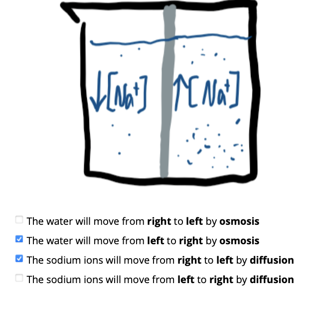 The water will move from right to left by osmosis
O The water will move from left to right by osmosis
V The sodium ions will move from right to left by diffusion
The sodium ions will move from left to right by diffusion

