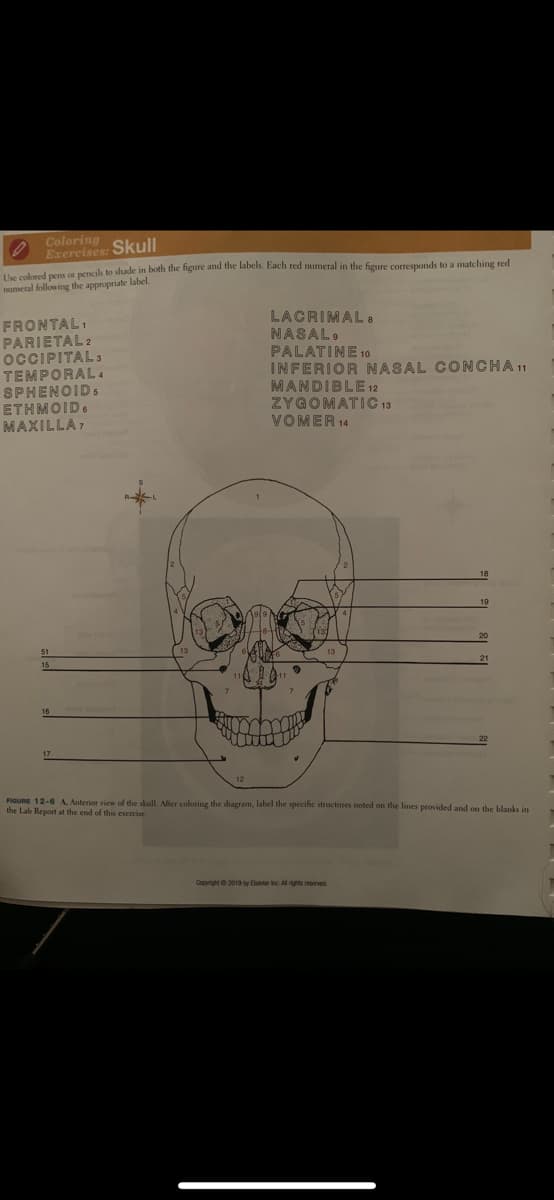 Coloring
Exercises: Skull
Uhe olored pens or pencils to shade in both the figure and the labels. Each red numeral in the figure corresponds to a matching red
ameral following the appropriate label.
FRONTAL:
PARIETAL2
OCCIPITAL
TEMPORAL4
SPHENOIDS
ETHMOID.
MAXILLA,
LACRIMAL:
NASAL,
PALATINE10
INFERIOR NASAL CONCHA11
MANDIBLE12
ZYGOMATIC 13
VOMER 14
16
FIGURE 12-6 A, Anterior view of the skull. After coloring the diagram, label the specific structures noted on the lines provided and on the blanks in
the Lab Report at the end of this esercise.
Copyright 2019 by Eleer inc. Al rights reserved
