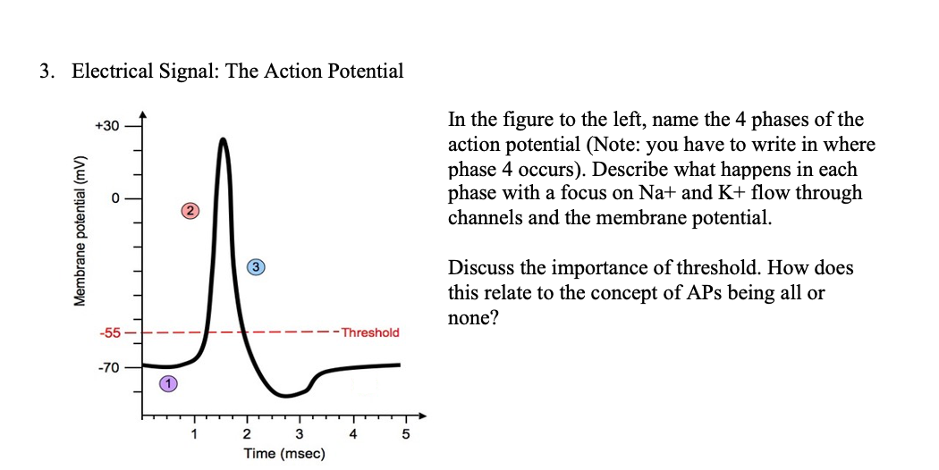 3. Electrical Signal: The Action Potential
In the figure to the left, name the 4 phases of the
action potential (Note: you have to write in where
phase 4 occurs). Describe what happens in each
phase with a focus on Na+ and K+ flow through
channels and the membrane potential.
+30
Discuss the importance of threshold. How does
this relate to the concept of APs being all or
none?
-55
- Threshold
-70
(1.
1
2
3
4
Time (msec)
Membrane potential (mV)
