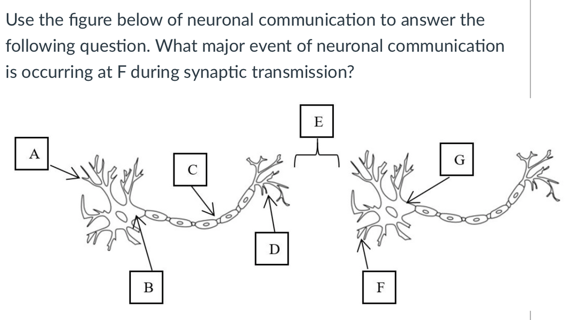 Use the figure below of neuronal communication to answer the
following question. What major event of neuronal communication
is occurring at F during synaptic transmission?
E
A
D
F
