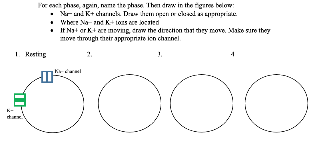 For each phase, again, name the phase. Then draw in the figures below:
Na+ and K+ channels. Draw them open or closed as appropriate.
Where Na+ and K+ ions are located
If Na+ or K+ are moving, draw the direction that they move. Make sure they
move through their appropriate ion channel.
1. Resting
2.
3.
4
Na+ channel
K+
channel
