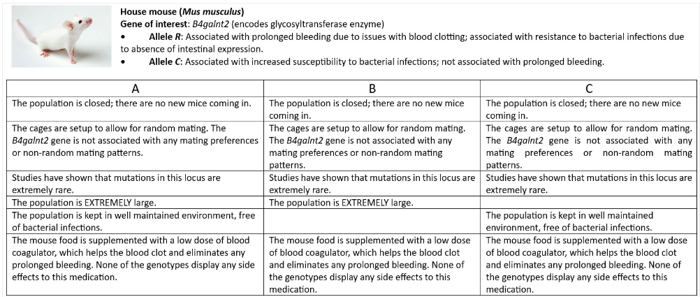 House mouse (Mus musculus)
Gene of interest: B4galnt2 (encodes glycosyltransferase enzyme)
Allele R: Associated with prolonged bleeding due to issues with blood clotting; associated with resistance to bacterial infections due
to absence of intestinal expression.
Allele C: Associated with increased susceptibility to bacterial infections; not associated with prolonged bleeding.
A
B
с
The population is closed; there are no new mice coming in.
The cages are setup to allow for random mating. The
B4galnt2 gene is not associated with any mating preferences
or non-random mating patterns.
Studies have shown that mutations in this locus are
extremely rare.
The population is EXTREMELY large.
The population is kept in well maintained environment, free
of bacterial infections.
The mouse food is supplemented with a low dose of blood
coagulator, which helps the blood clot and eliminates any
prolonged bleeding. None of the genotypes display any side
effects to this medication.
The population is closed; there are no new mice
coming in.
The cages are setup to allow for random mating.
The B4galnt2 gene is not associated with any
mating preferences or non-random mating
patterns.
The population is closed; there are no new mice
coming in.
The cages are setup to allow for random mating.
The B4galnt2 gene is not associated with any
mating preferences or non-random mating
patterns.
Studies have shown that mutations in this locus are Studies have shown that mutations in this locus are
extremely rare.
The population is EXTREMELY large.
The mouse food is supplemented with a low dose
of blood coagulator, which helps the blood clot
and eliminates any prolonged bleeding. None of
the genotypes display any side effects to this
medication.
extremely rare.
The population is kept in well maintained
environment, free of bacterial infections.
The mouse food is supplemented with a low dose
of blood coagulator, which helps the blood clot
and eliminates any prolonged bleeding. None of
the genotypes display any side effects to this
medication.