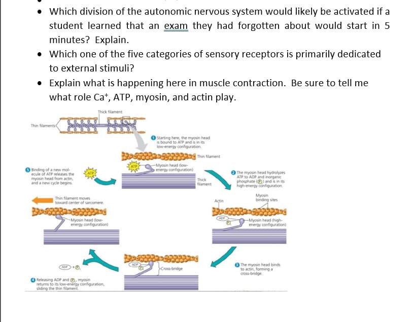 • Which division of the autonomic nervous system would likely be activated if a
student learned that an exam they had forgotten about would start in 5
minutes? Explain.
• Which one of the five categories of sensory receptors is primarily dedicated
to external stimuli?
• Explain what is happening here in muscle contraction. Be sure to tell me
what role Ca+, ATP, myosin, and actin play.
Thin filaments
feee
Binding of a new mol-
ecule of ATP releases the
myosin head from actin,
and a new cycle begins.
Thick filament
Thin filament moves
toward center of sarcomere.
Myosin head (low-
energy configuration)
Releasing ADP and ℗. myosin
returns to its low-energy configuration,
sliding the thin filament
Starting here, the myosin head
is bound to ATP and is in its
low-energy configuration.
-Myosin head (low-
energy configuration)
Cross-bridge
Thin filament
Thick
filament
Actin
The myosin head hydrolyzes
ATP to ADP and inorganic
phosphate () and is in its
high-energy configuration.
Myosin
binding sites
-Myosin head (high-
energy configuration)
The myosin head binds
to actin, forming a
cross-bridge.