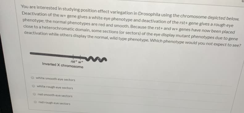 You are interested in studying position effect variegation in Drosophila using the chromosome depicted below:
Deactivation of the w+ gene gives a white eye phenotype and deactivation of the rst+ gene gives a rough eye
phenotype; the normal phenotypes are red and smooth. Because the rst+ and w+ genes have now been placed
close to a heterochromatic domain, some sections (or sectors) of the eye display mutant phenotypes due to gene
deactivation while others display the normal, wild type phenotype. Which phenotype would you not expect to see
rst w
Inverted X chromosome
white smooth eye sectors
white rough eye sectors
red smooth eye sectors
red rough eye sectors
