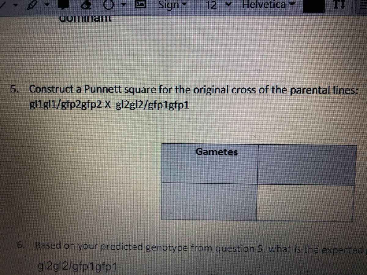 Sign
12 V
Helvetica
TI
5. Construct a Punnett square for the original cross of the parental lines:
gl1gl1/gfp2gfp2 X gl2gl2/gfp1gfp1
Gametes
6. Based on your predicted genotype from question 5, what is the expected
gl2gl2/gfp1gfp1
