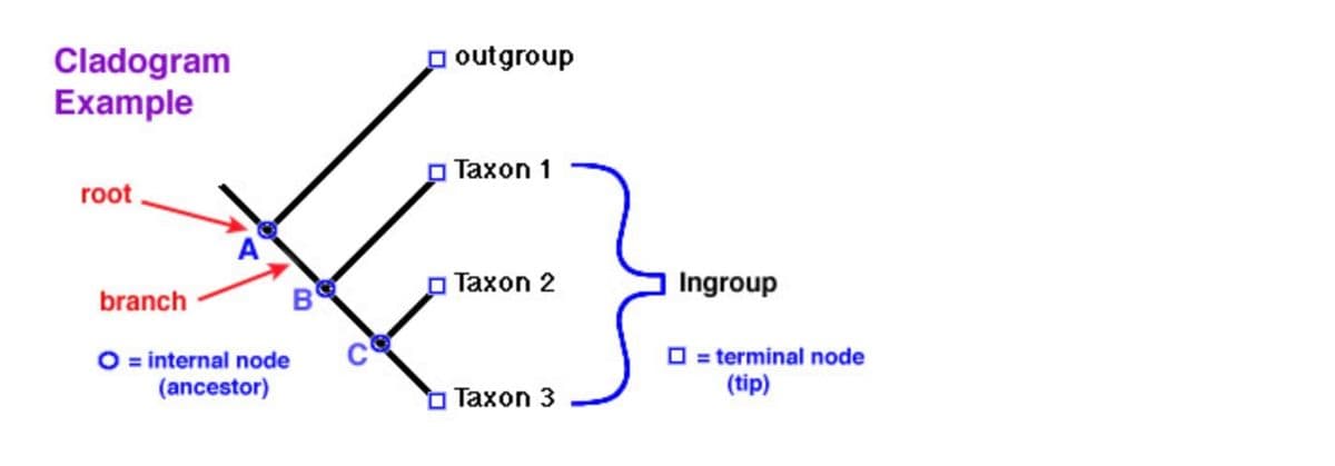 poutgroup
Cladogram
Example
p Taxon 1
root
o Taxon 2
Ingroup
branch
B
O = internal node
(ancestor)
O = terminal node
(tip)
о Тахоn 3
