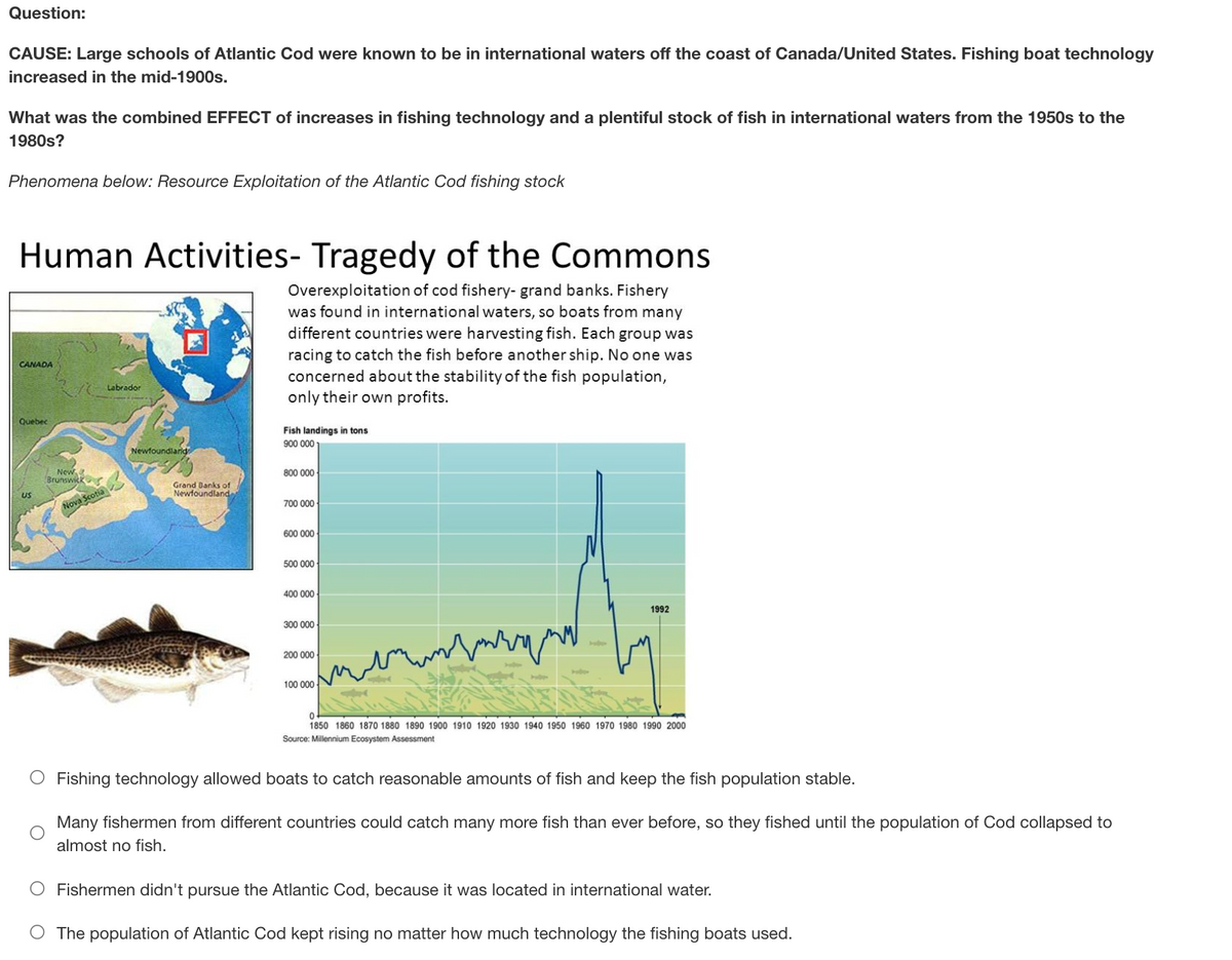 Question:
CAUSE: Large schools of Atlantic Cod were known to be in international waters off the coast of Canada/United States. Fishing boat technology
increased in the mid-1900s.
What was the combined EFFECT of increases in fishing technology and a plentiful stock of fish in international waters from the 1950s to the
1980s?
Phenomena below: Resource Exploitation of the Atlantic Cod fishing stock
Human Activities- Tragedy of the Commons
Overexploitation of cod fishery- grand banks. Fishery
was found in international waters, so boats from many
different countries were harvesting fish. Each group was
racing to catch the fish before another ship. No one was
concerned about the stability of the fish population,
only their own profits.
CANADA
Labrador
Quebec
Fish landings in tons
900 000
Newfoundlarid
800 000
Grand Banks of
Newfoundland
US
Nova Scotia
700 000
600 000
500 000
400 000
1992
300 000
200 000
100 000
1850 1860 1870 1880 1890 1900 1910 1920 1930 1940 1950 1960 1970 1980 1990 2000
Source: Millennium Ecosystem Assessment
O Fishing technology allowed boats to catch reasonable amounts of fish and keep the fish population stable.
Many fishermen from different countries could catch many more fish than ever before, so they fished until the population of Cod collapsed to
almost no fish.
O Fishermen didn't pursue the Atlantic Cod, because it was located in international water.
The population of Atlantic Cod kept rising no matter how much technology the fishing boats used.
