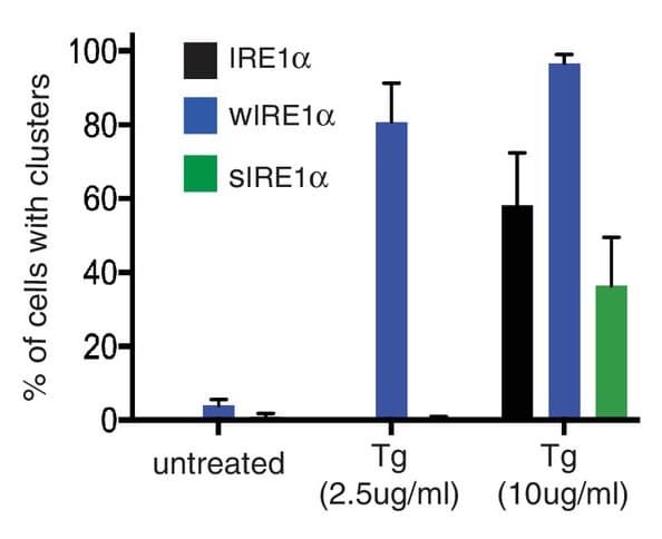 % of cells with clusters
100-
80-
60-
40-
20-
IRE1α
WIRE1α
SIRE1α
untreated
I
Tg
(2.5ug/ml)
Tg
(10ug/ml)