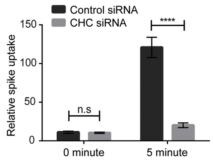 Relative spike uptake
150
100-
50
Control siRNA
CHC siRNA
n.s
0 minute
****
H
5 minute